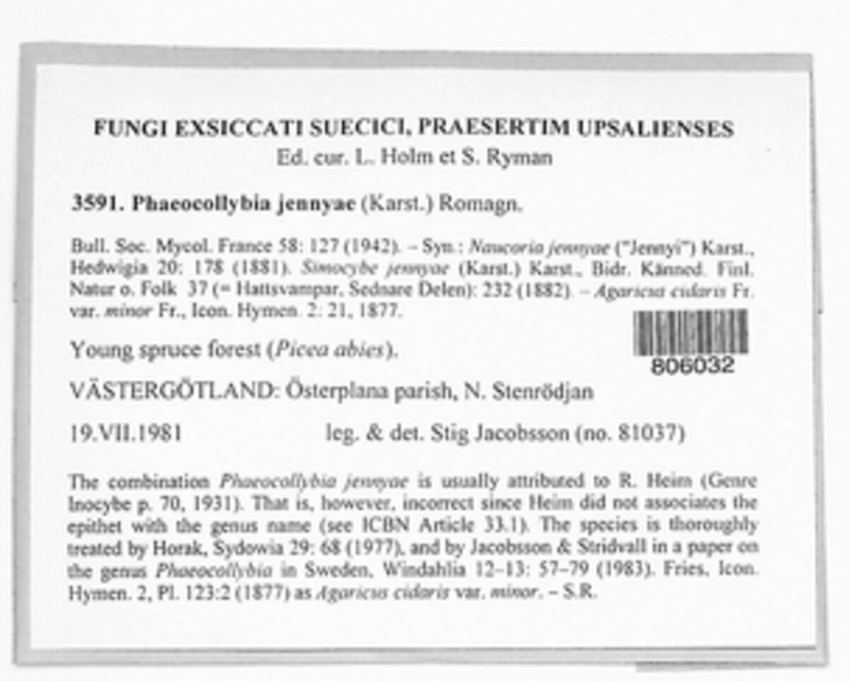 Phaeocollybia image